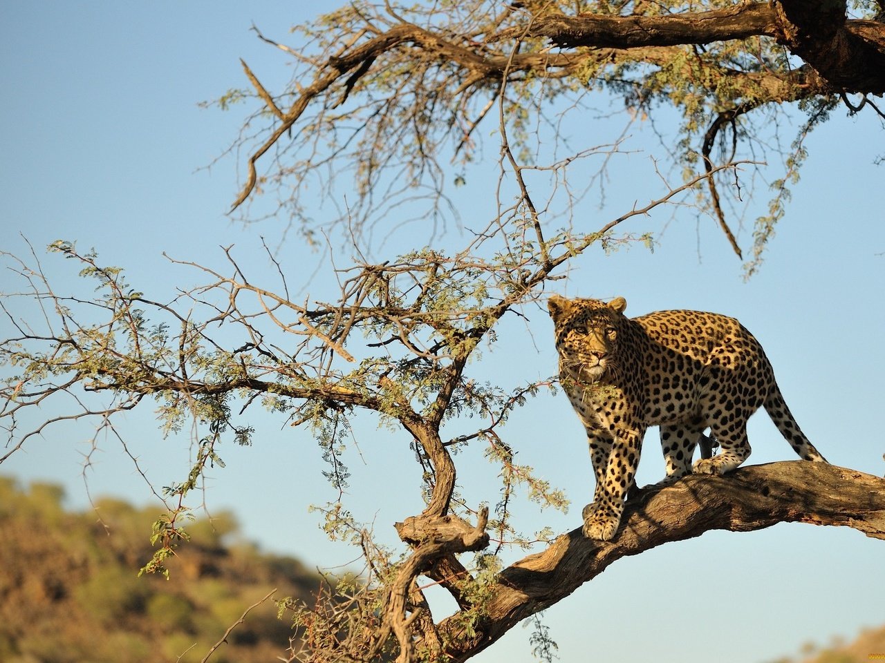 Обои дерево, пустыня, леопард, хищник, большая кошка, дикая природа, tree, desert, leopard, predator, big cat, wildlife разрешение 2048x1362 Загрузить