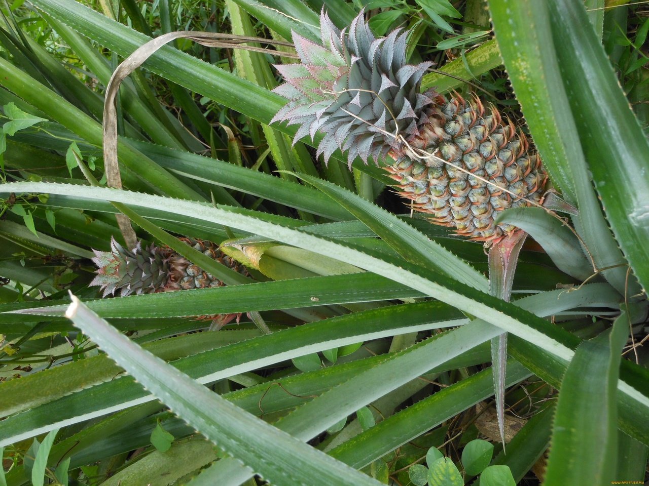 Обои природа, растение, ананас, nature, plant, pineapple разрешение 2592x1944 Загрузить