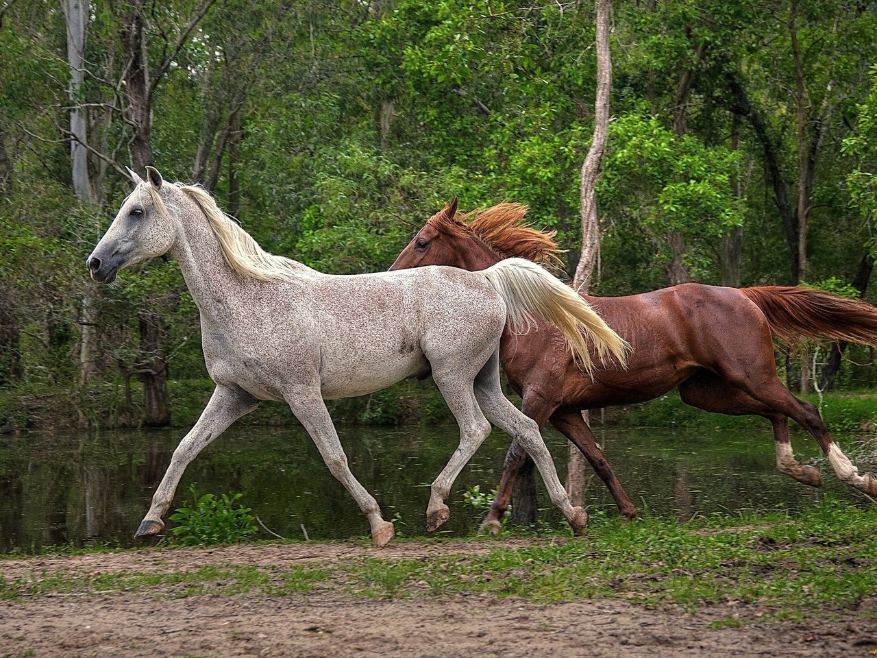 Обои деревья, вода, природа, лошади, кони, бег, гривы, trees, water, nature, horse, horses, running, mane разрешение 2048x1324 Загрузить