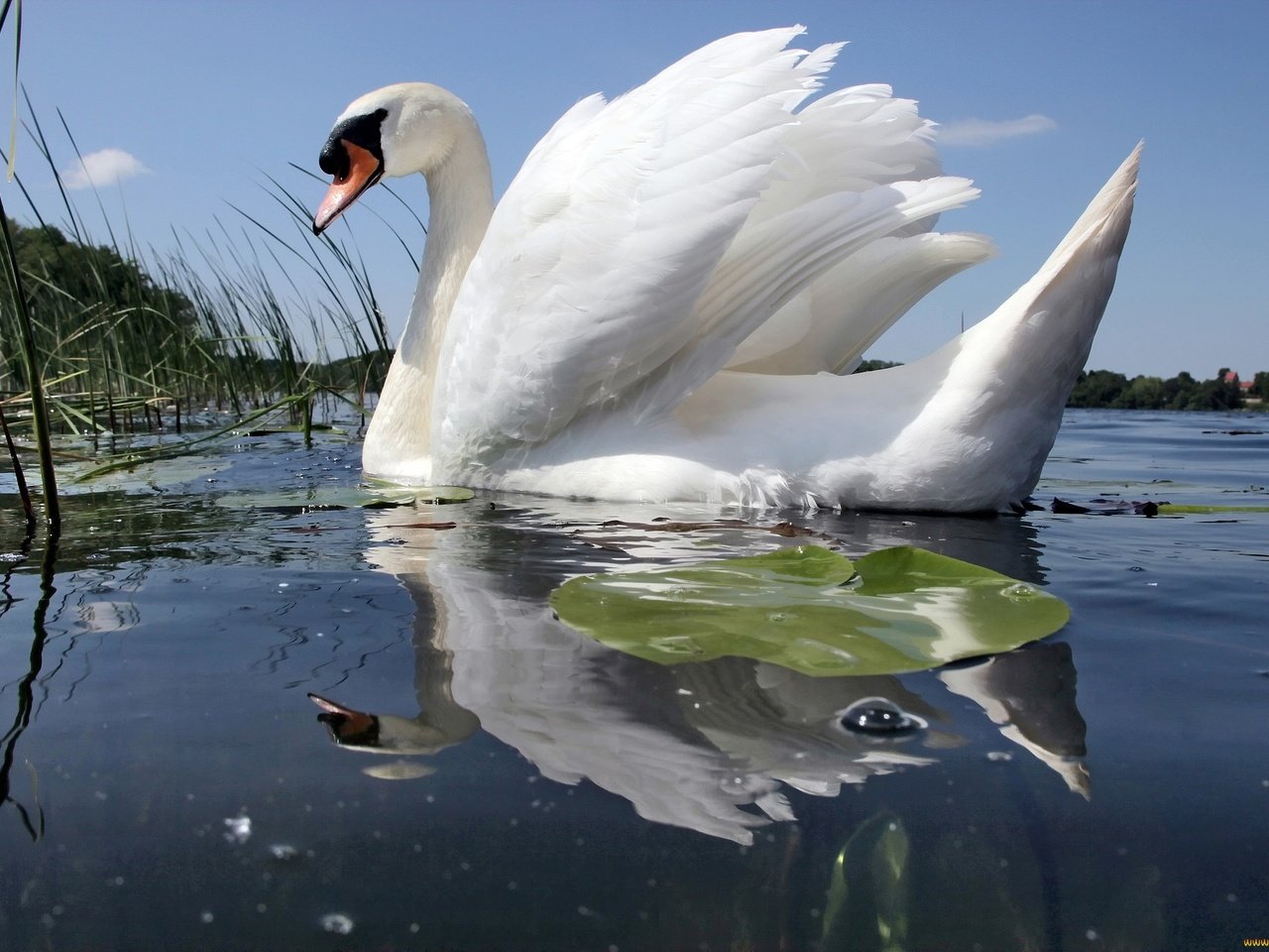 Обои вода, отражение, белый, птицы, лебедь, шипун, water, reflection, white, birds, swan, mute разрешение 2048x1365 Загрузить