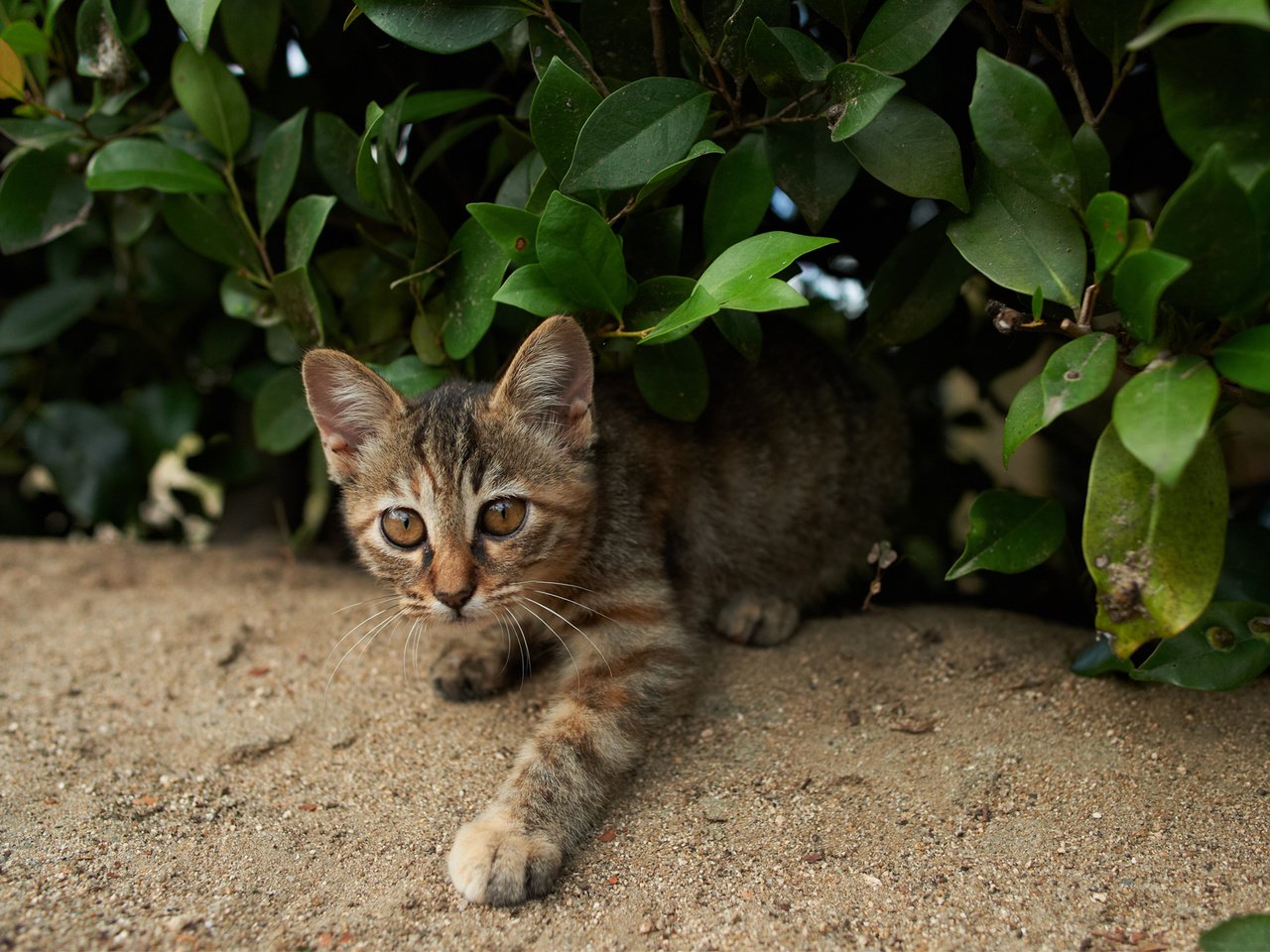 Обои зелень, кошка, взгляд, котенок, куст, полосатый, greens, cat, look, kitty, bush, striped разрешение 1920x1200 Загрузить