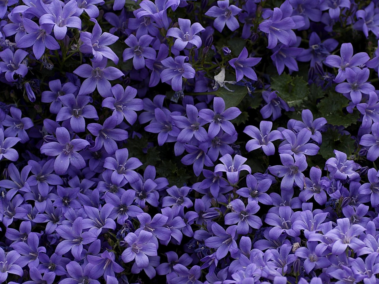 Обои цветы, колокольчики, ковер, фиолетовые, flowers, bells, carpet, purple разрешение 1920x1280 Загрузить