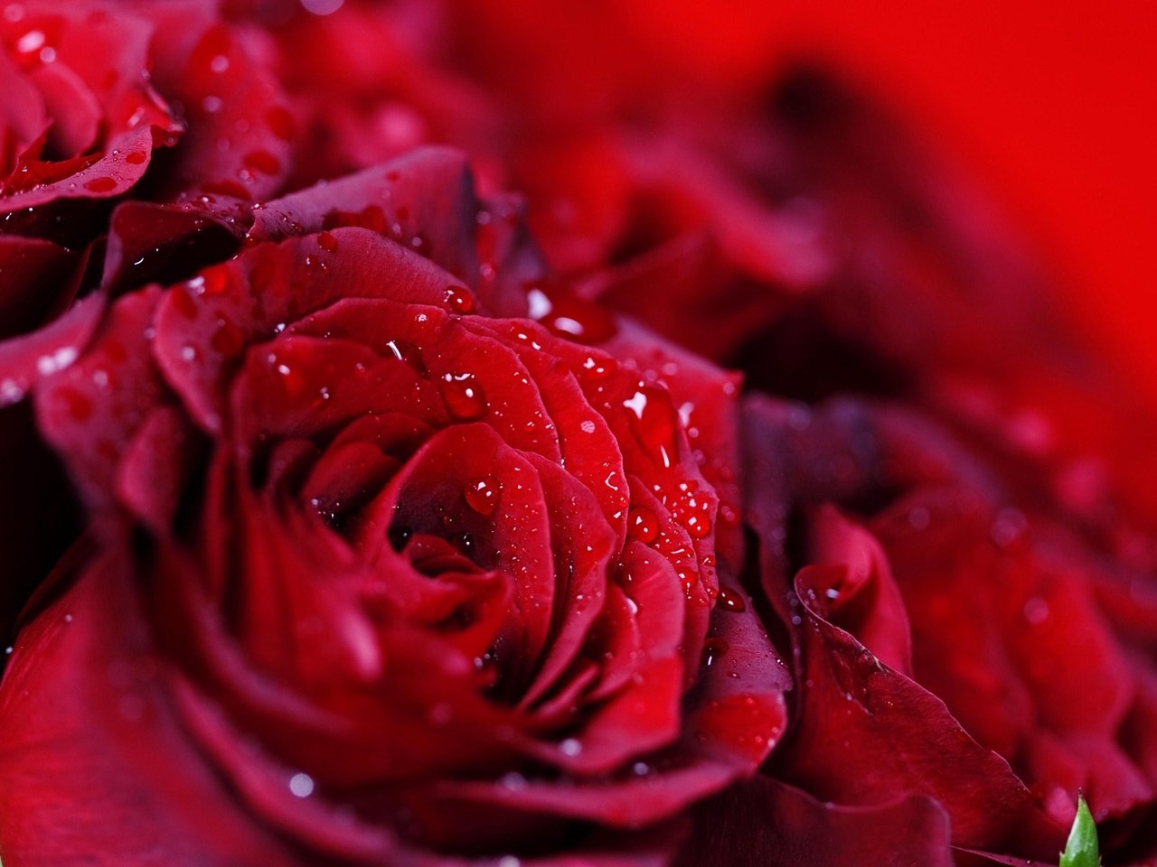 Обои капли, розы, красные, букет, много, drops, roses, red, bouquet, a lot разрешение 1920x1080 Загрузить