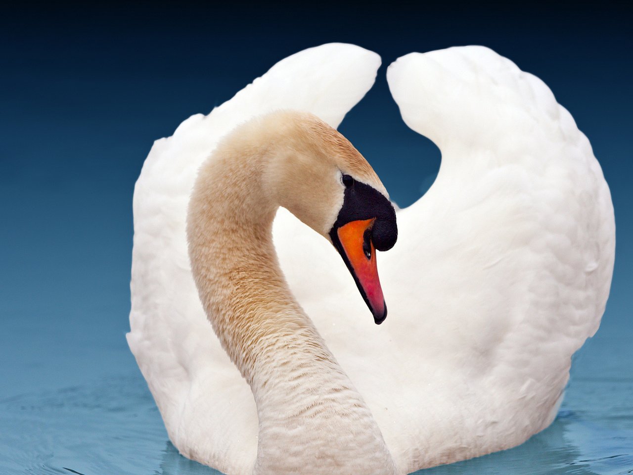 Обои лебедь, красавец, swan, handsome разрешение 1920x1080 Загрузить