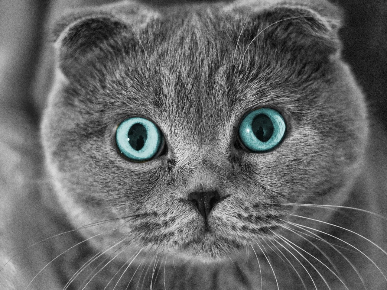 Обои глаза, кот, мордочка, усы, кошка, puxa, шотландский вислоухий, eyes, cat, muzzle, mustache, scottish fold разрешение 1920x1080 Загрузить