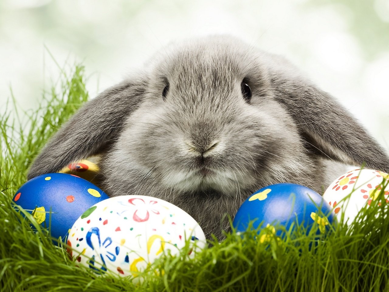 Обои заяц и пасхальые яйца, the hare and paskalya eggs разрешение 2560x1440 Загрузить