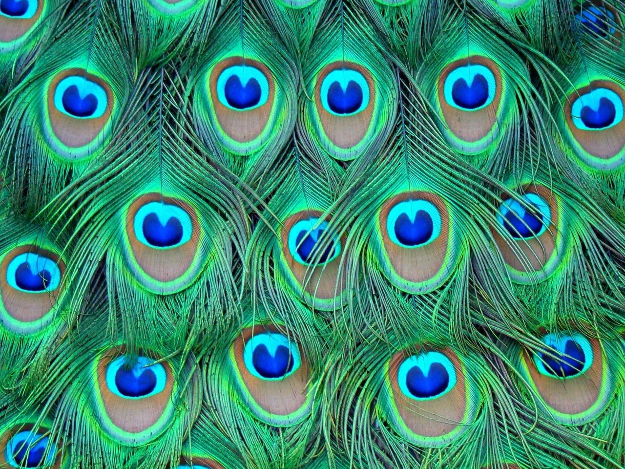 Обои перья, цветные, павлина, feathers, colored, peacock разрешение 1920x1080 Загрузить