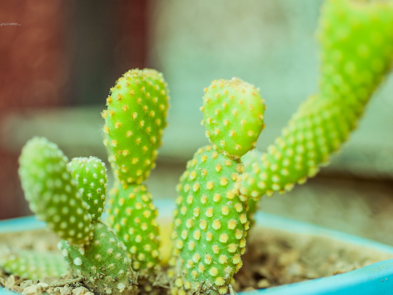 Обои кактусы, cacti разрешение 1920x1080 Загрузить