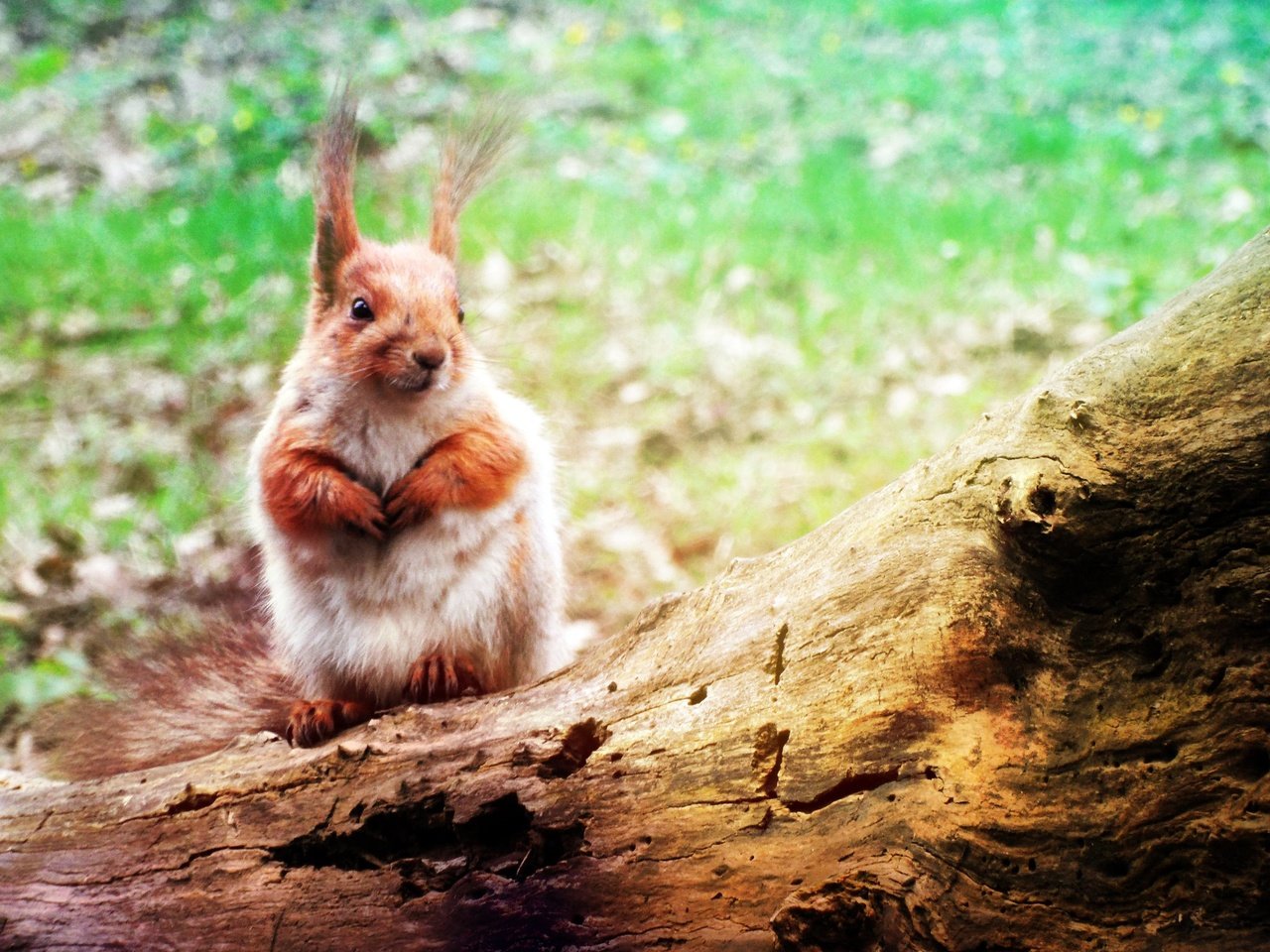 Обои природа, дерево, животные, ствол, белка, белочка, nature, tree, animals, trunk, protein, squirrel разрешение 2560x1600 Загрузить