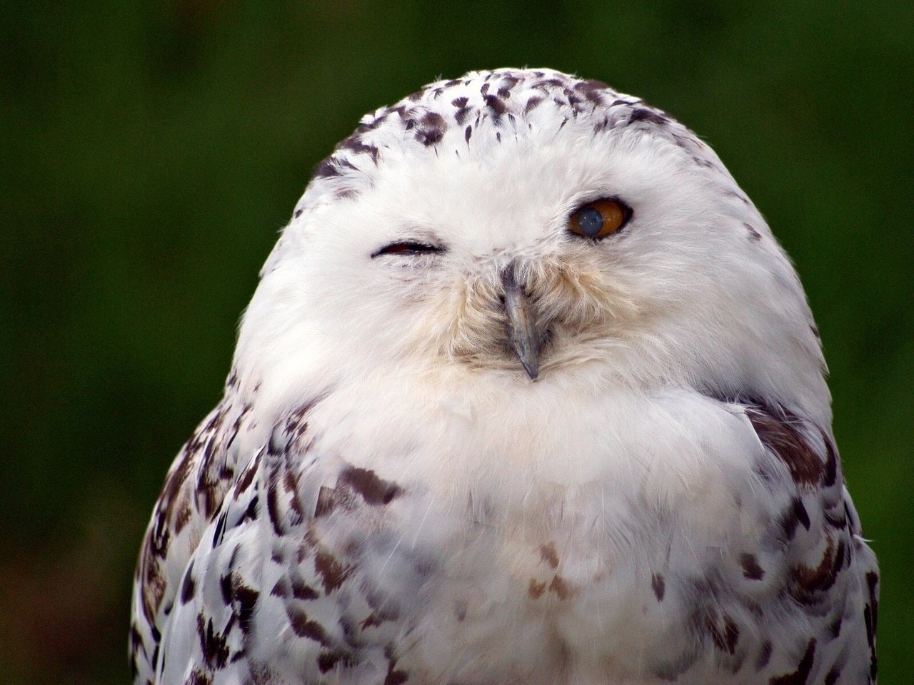 Обои птица, полярная сова, белая сова, bird, snowy owl, white owl разрешение 1920x1200 Загрузить