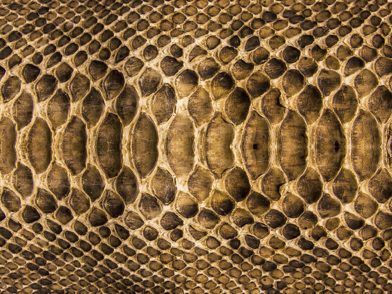 Обои текстура, змея, кожа, расцветка, чешуя, texture, snake, leather, colors, scales разрешение 2560x1600 Загрузить