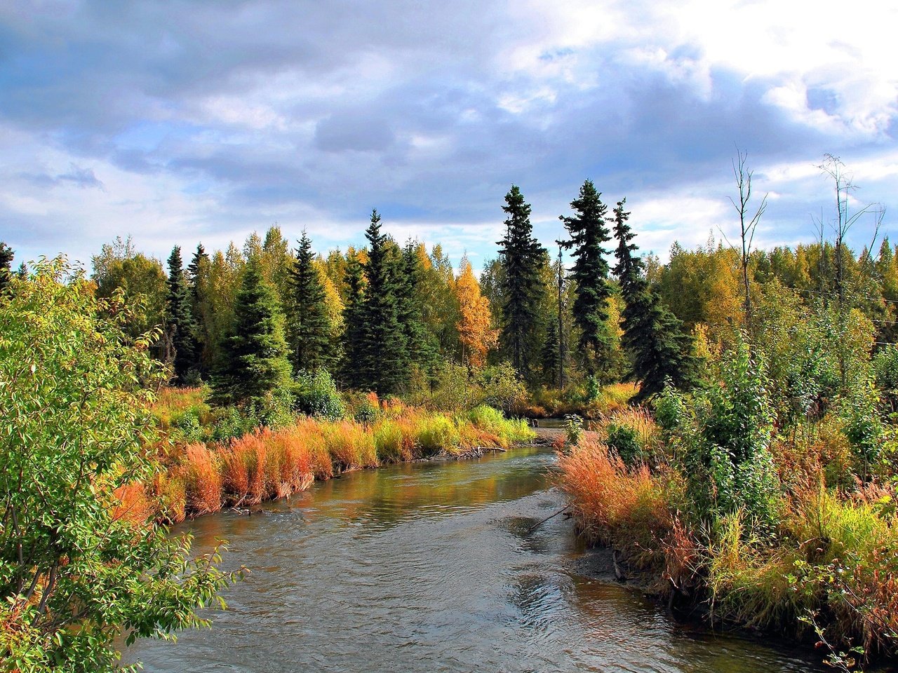 Обои деревья, лес, пейзаж, осень, речка, аляска, trees, forest, landscape, autumn, river, alaska разрешение 2560x1600 Загрузить