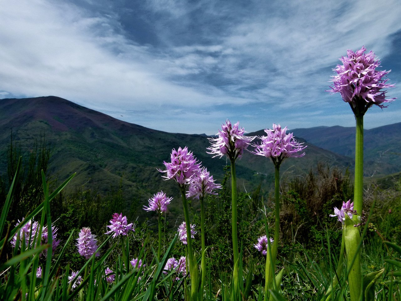 Обои цветы, горы, растения, розовые, flowers, mountains, plants, pink разрешение 2048x1536 Загрузить