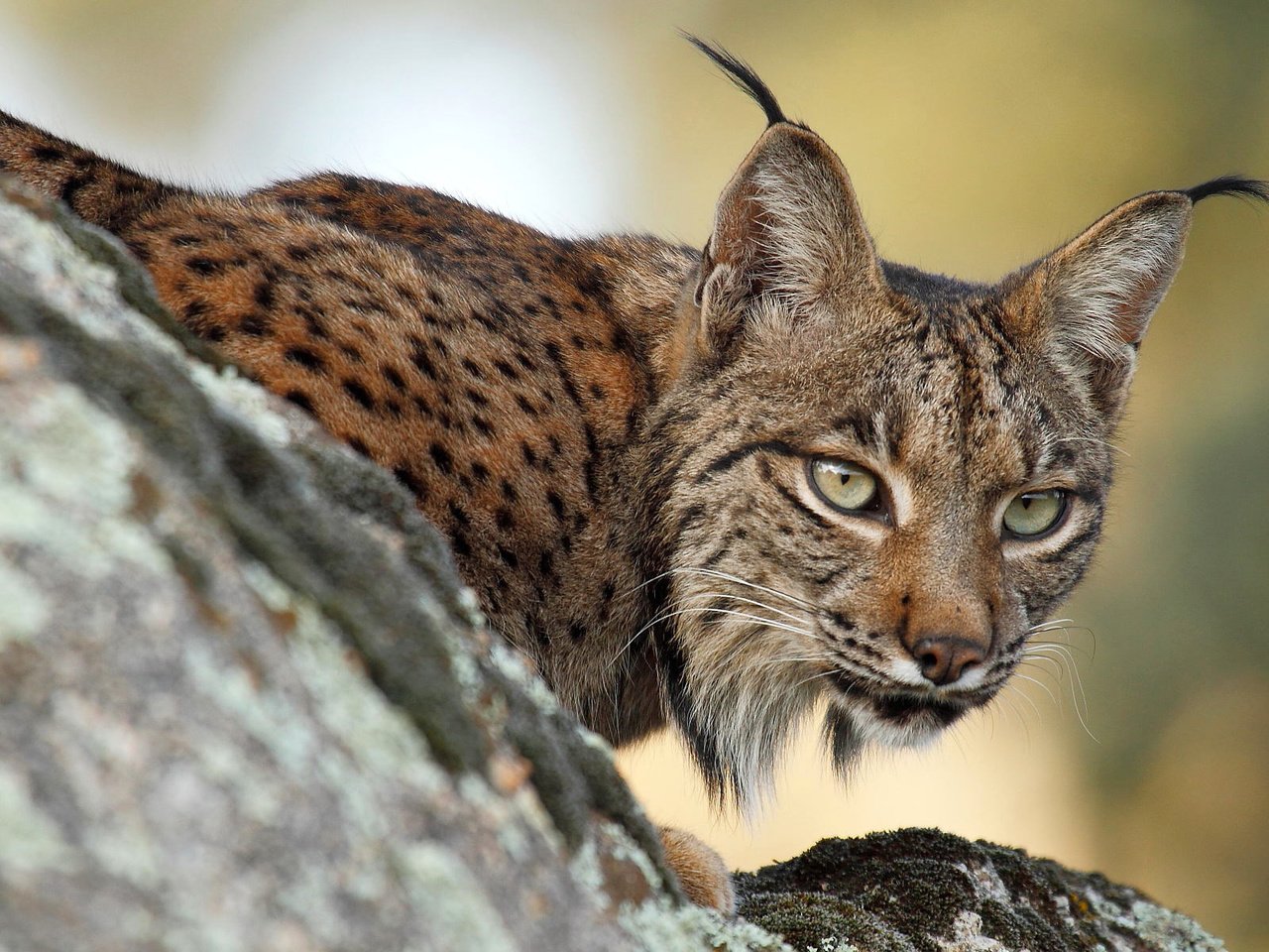 Обои ветка, рысь, хищник на охоте, branch, lynx, predator hunting разрешение 1920x1200 Загрузить