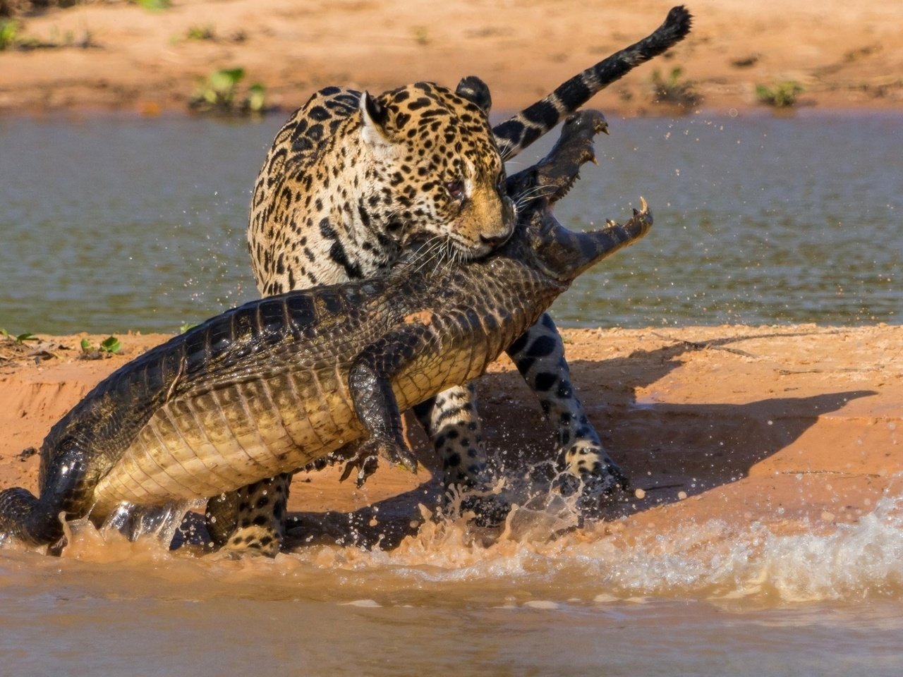 Обои удивительный кадр боя леопарда с крокодилом, amazing shot of the leopard fighting a crocodile разрешение 1920x1200 Загрузить