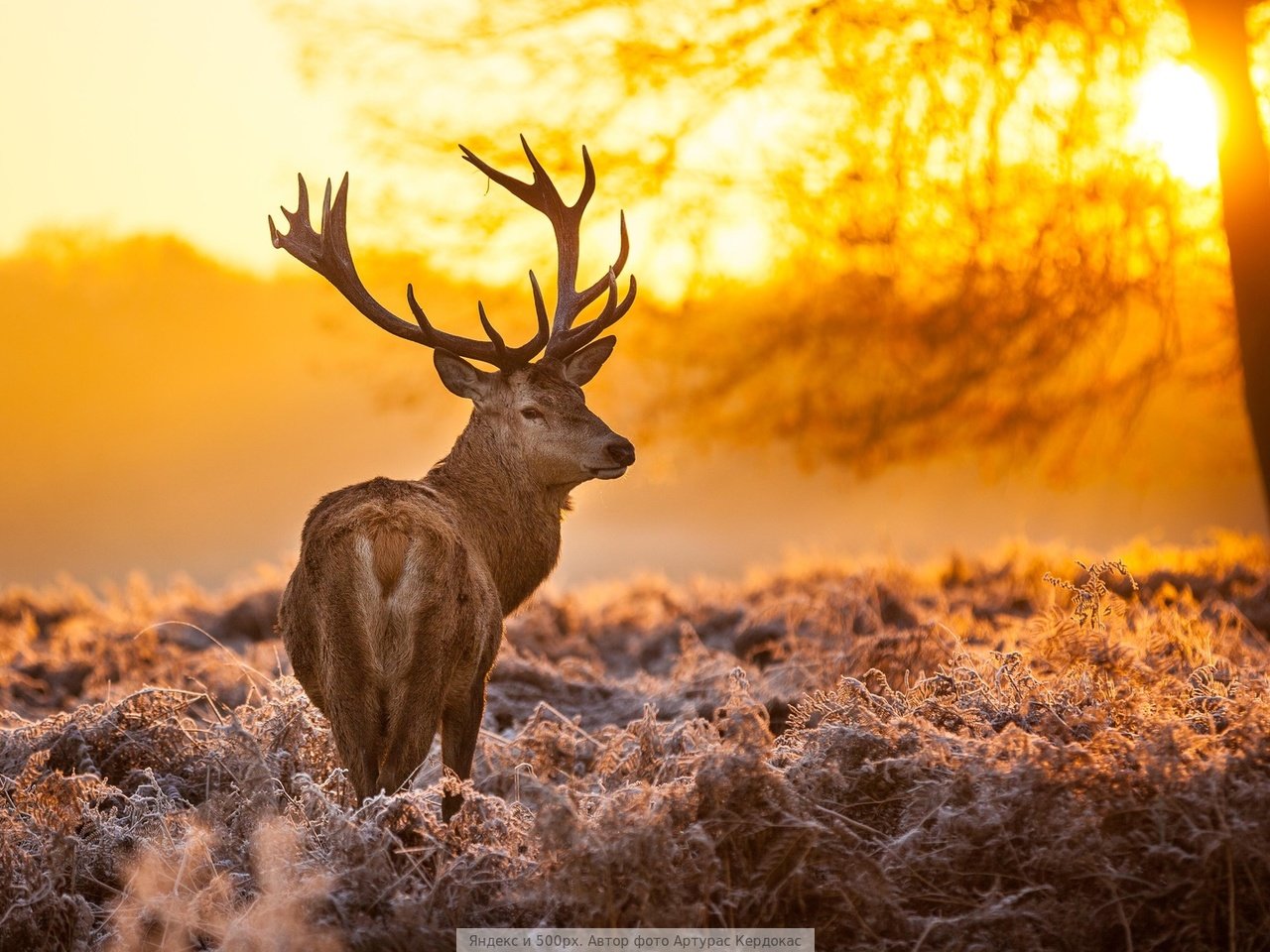 Обои свет, дерево, олень, light, tree, deer разрешение 1920x1080 Загрузить