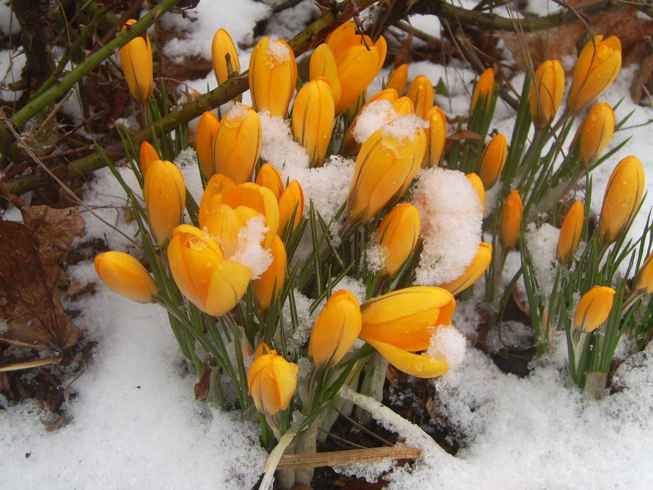 Обои желтый, весна, подснежники, yellow, spring, snowdrops разрешение 1920x1080 Загрузить