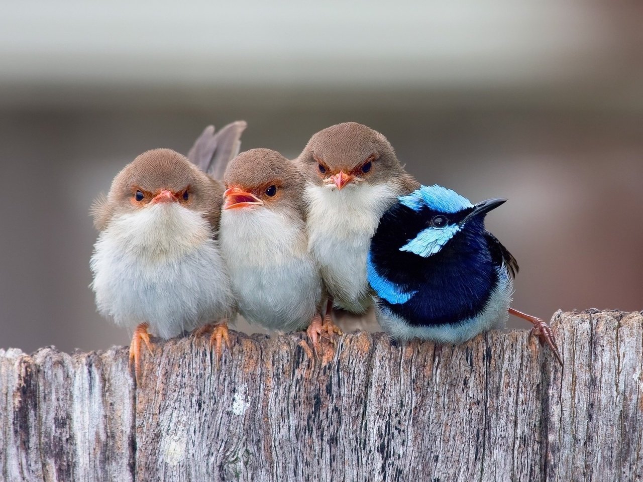 Обои забор, птицы, ряд, воробьи, расписной малюр, the fence, birds, a number, sparrows, painted malur разрешение 1920x1200 Загрузить