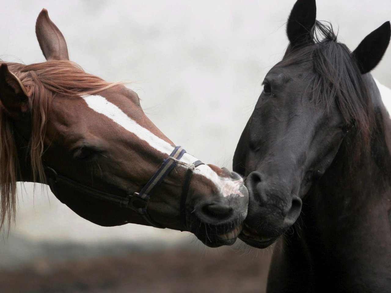 Обои лошадь, забота, морда. животные, horse, care, face. animals разрешение 1920x1200 Загрузить