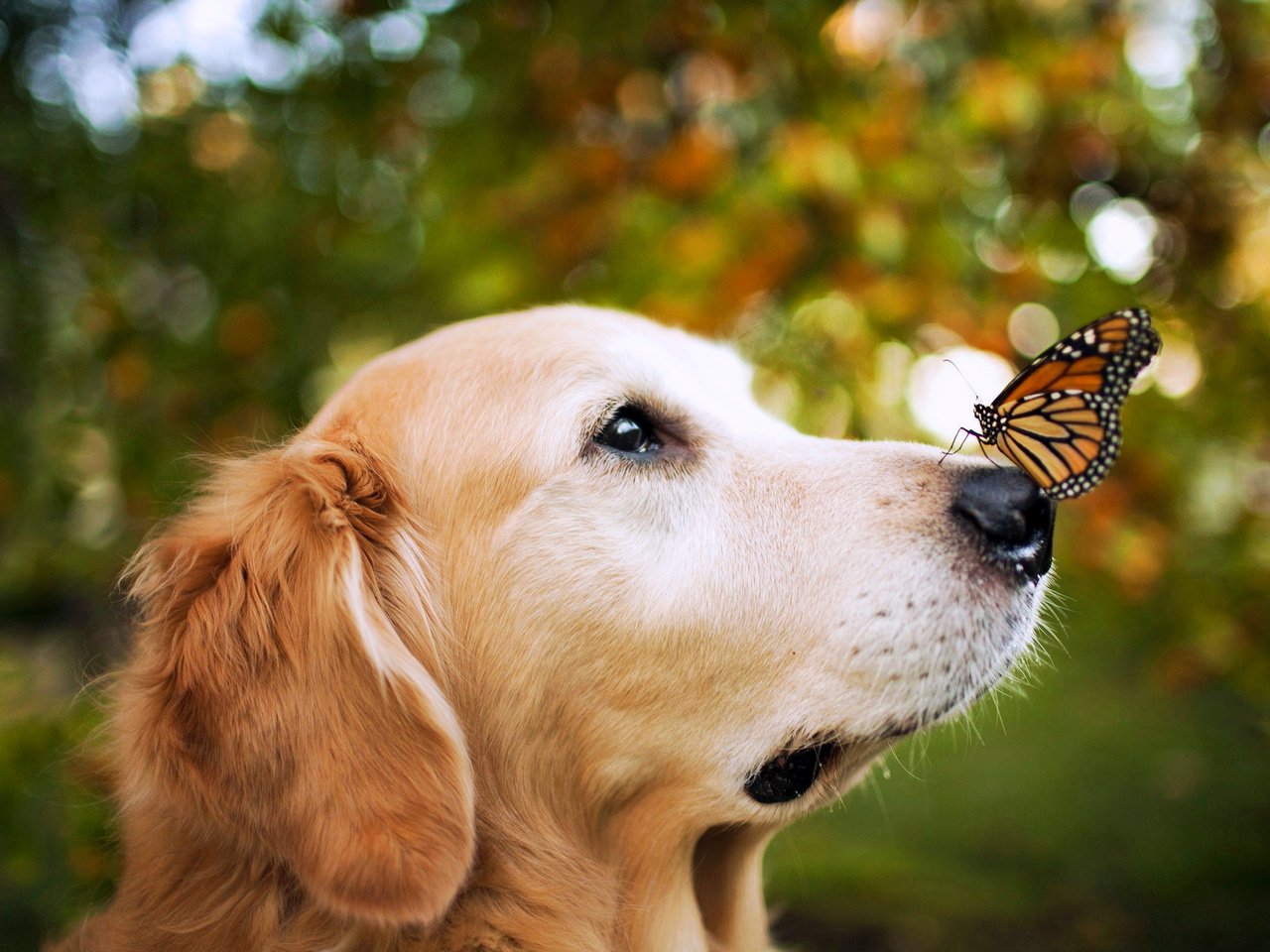 Обои мордочка, взгляд, бабочка, собака, нос, золотистый ретривер, монарх, muzzle, look, butterfly, dog, nose, golden retriever, monarch разрешение 1920x1280 Загрузить