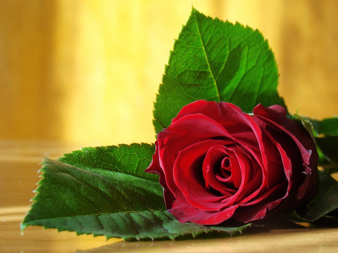 Обои роза, красная, расцветка, красота., ницца, delicate, rose, red, colors, beauty., nice разрешение 8500x6377 Загрузить