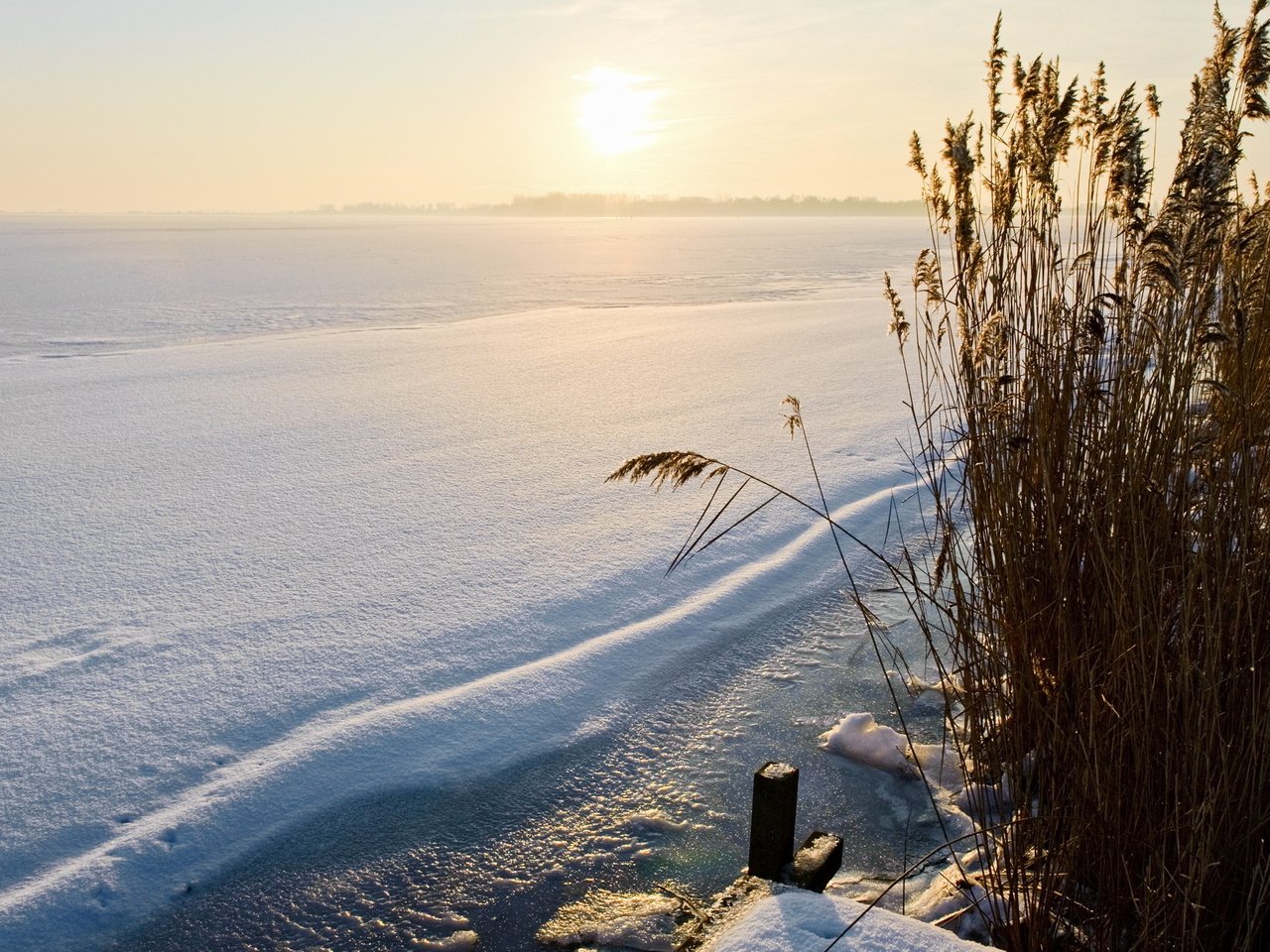 Обои снег, природа, зима, камыш, snow, nature, winter, reed разрешение 2560x1600 Загрузить