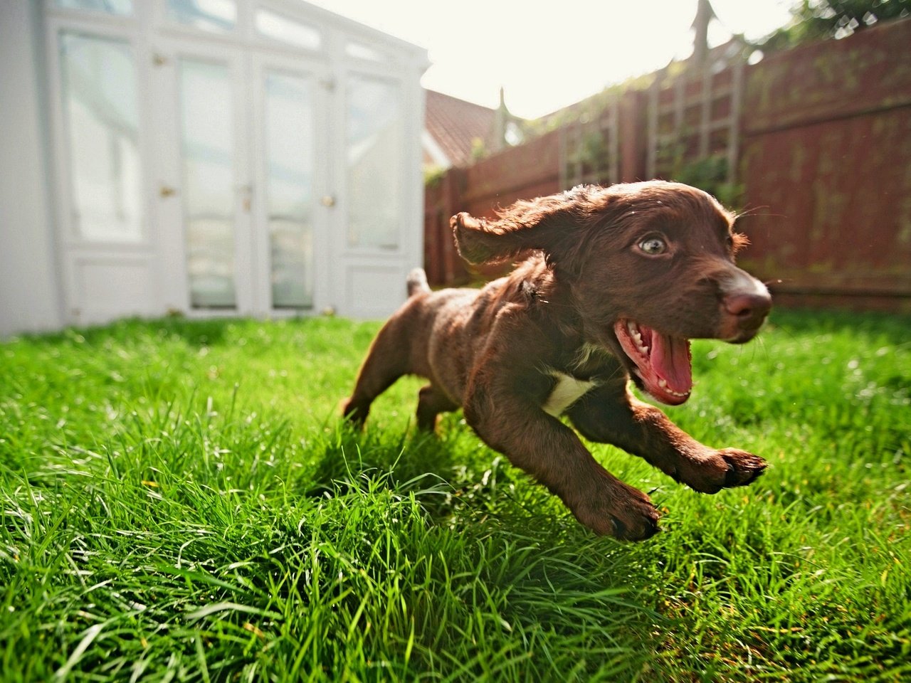 Обои трава, собака, радость, щенок, бег, grass, dog, joy, puppy, running разрешение 1920x1200 Загрузить
