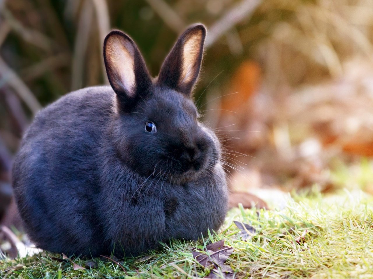 Обои трава, природа, шерсть, кролик, уши, заяц, grass, nature, wool, rabbit, ears, hare разрешение 1920x1200 Загрузить