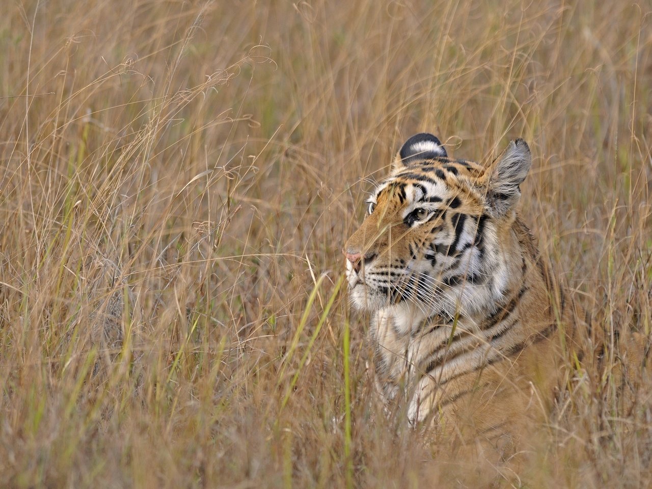 Обои тигр, трава, хищник, охота, бенгальский, tiger, grass, predator, hunting, bengal разрешение 2048x1360 Загрузить
