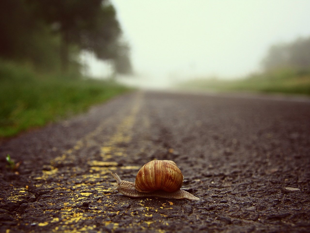 Обои дорога, макро, ползет, улитка, road, macro, crawling, snail разрешение 3888x2592 Загрузить