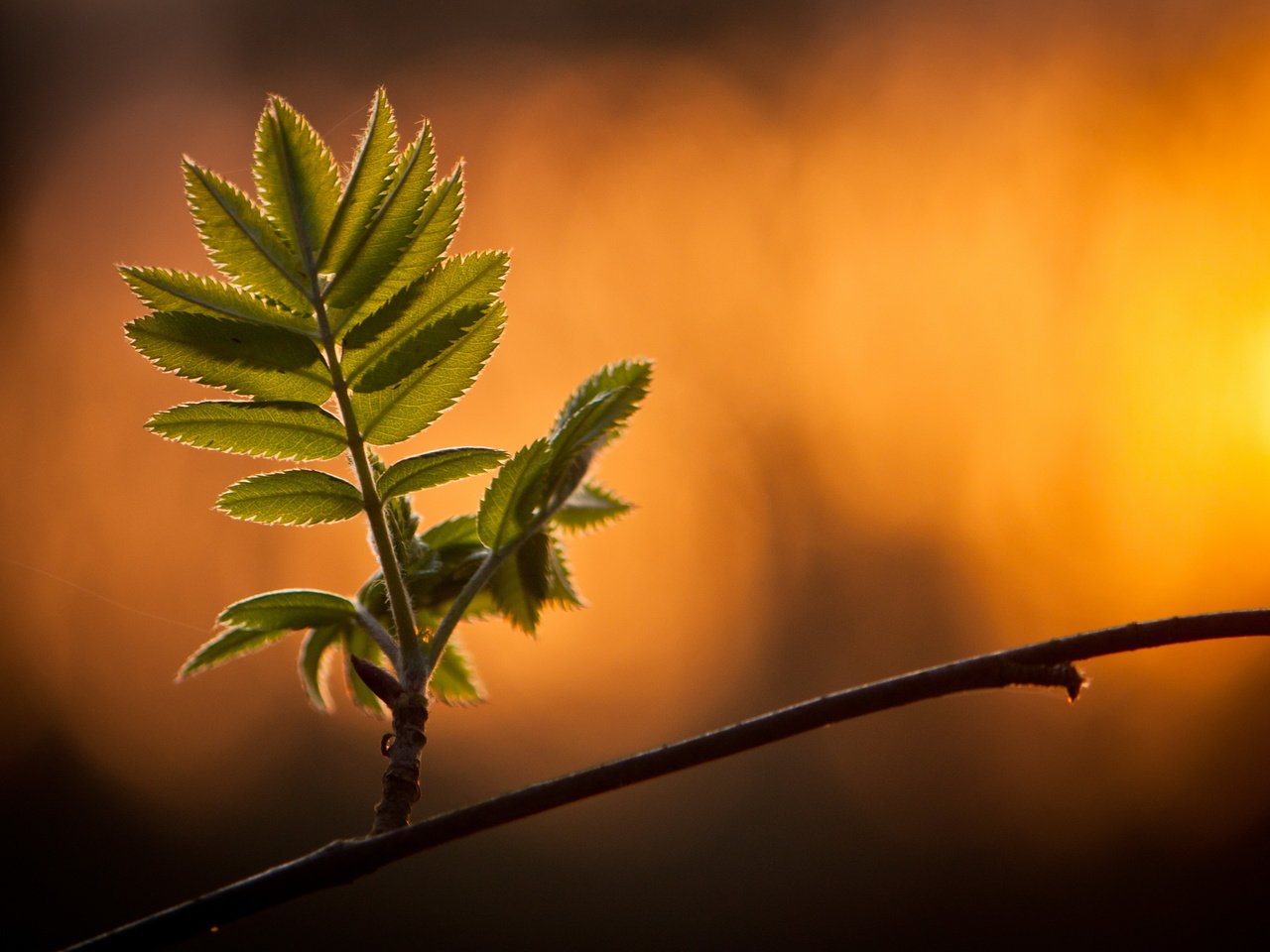 Обои ветка, природа, листья, макро, фон, зеленые листья, branch, nature, leaves, macro, background, green leaves разрешение 3000x2000 Загрузить