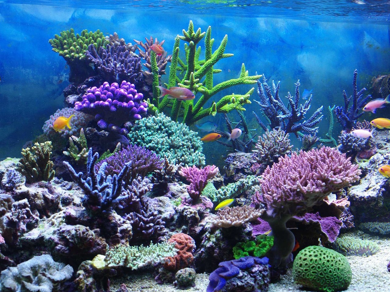 Обои рыбы, кораллы, подводный мир, fish, corals, underwater world разрешение 2000x1507 Загрузить