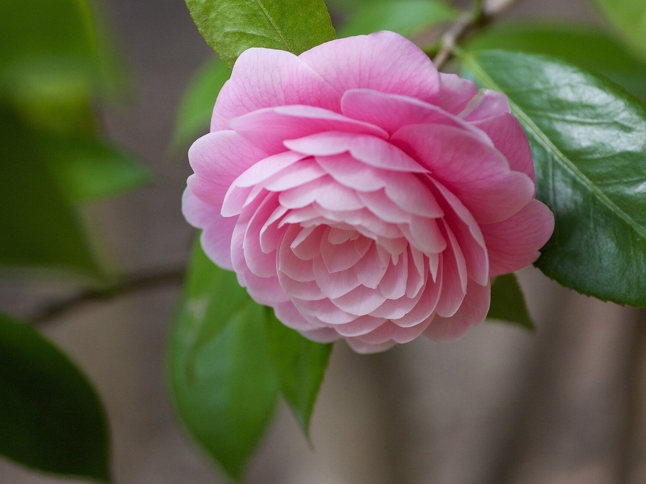 Обои листья, макро, цветок, бутон, розовый, камелия, leaves, macro, flower, bud, pink, camellia разрешение 1920x1200 Загрузить