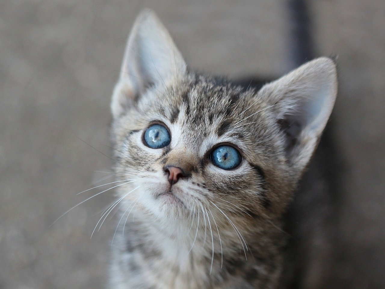 Обои глаза, взгляд, котенок, eyes, look, kitty разрешение 1920x1291 Загрузить