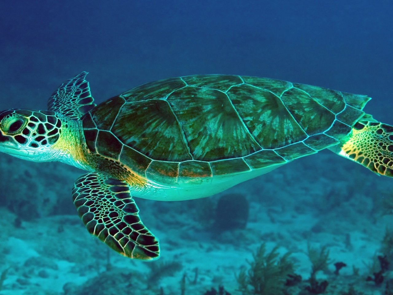 Обои черепаха, морская, океан, подводный мир, turtle, sea, the ocean, underwater world разрешение 3840x2160 Загрузить