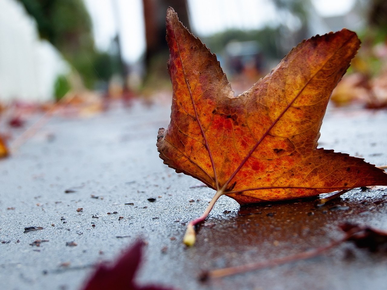 Обои грусть, осень, лист, асфальт, sadness, autumn, sheet, asphalt разрешение 1920x1200 Загрузить