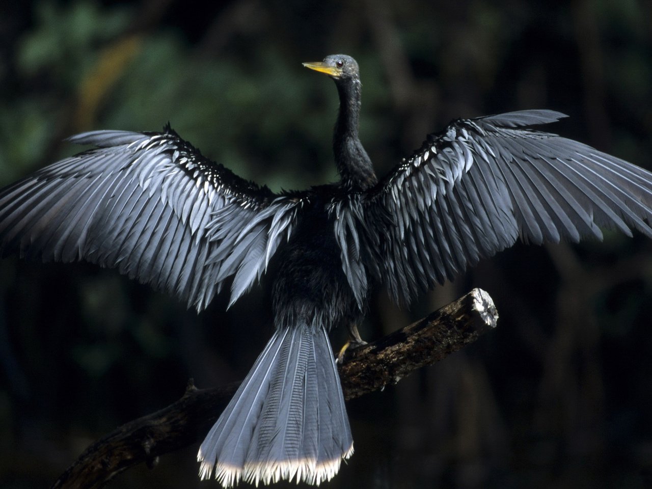 Обои дерево, фон, крылья, птица, черная, anhinga, змеешейка, tree, background, wings, bird, black, darter разрешение 1920x1080 Загрузить