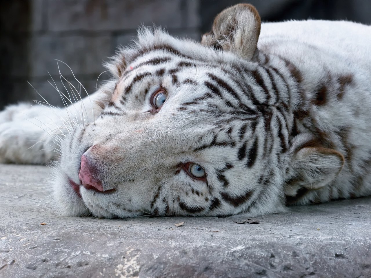 Обои тигр, морда, взгляд, белый, tiger, face, look, white разрешение 2048x1363 Загрузить