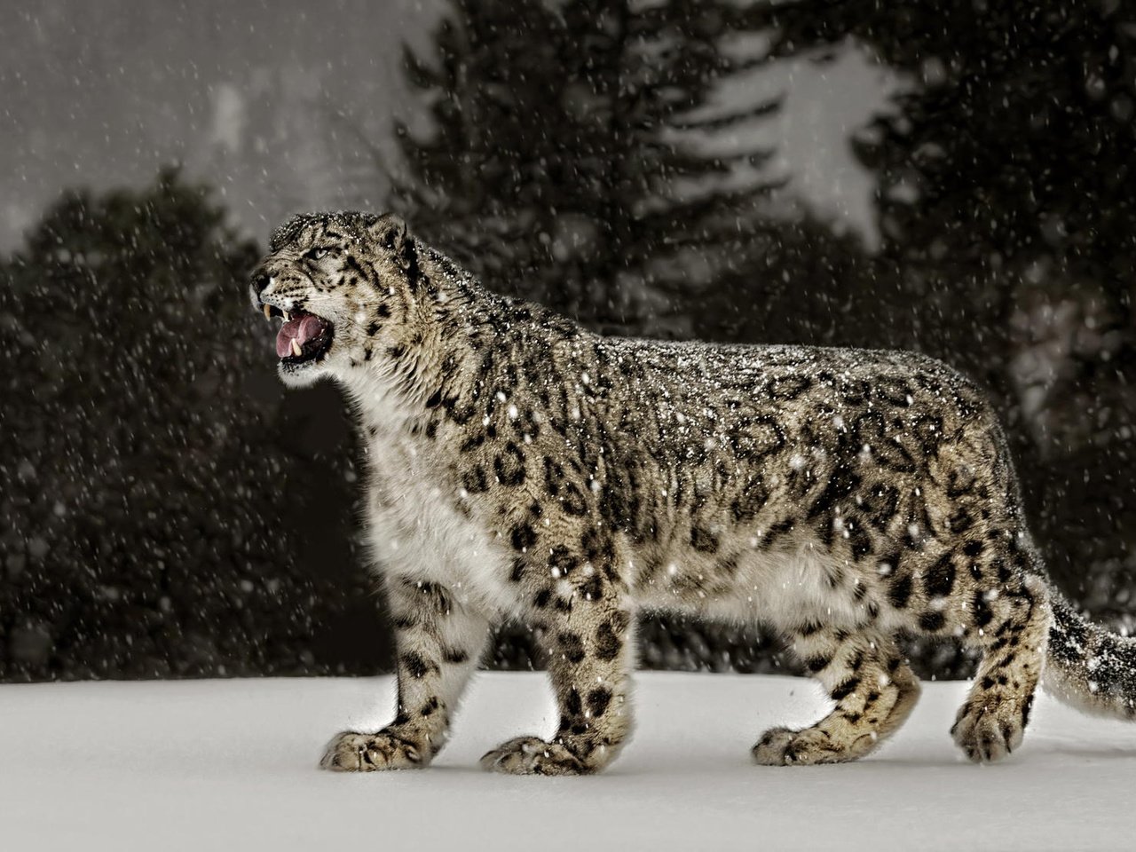 Обои снег, природа, ирбис, снежный леопард, snow, nature, irbis, snow leopard разрешение 2048x1101 Загрузить