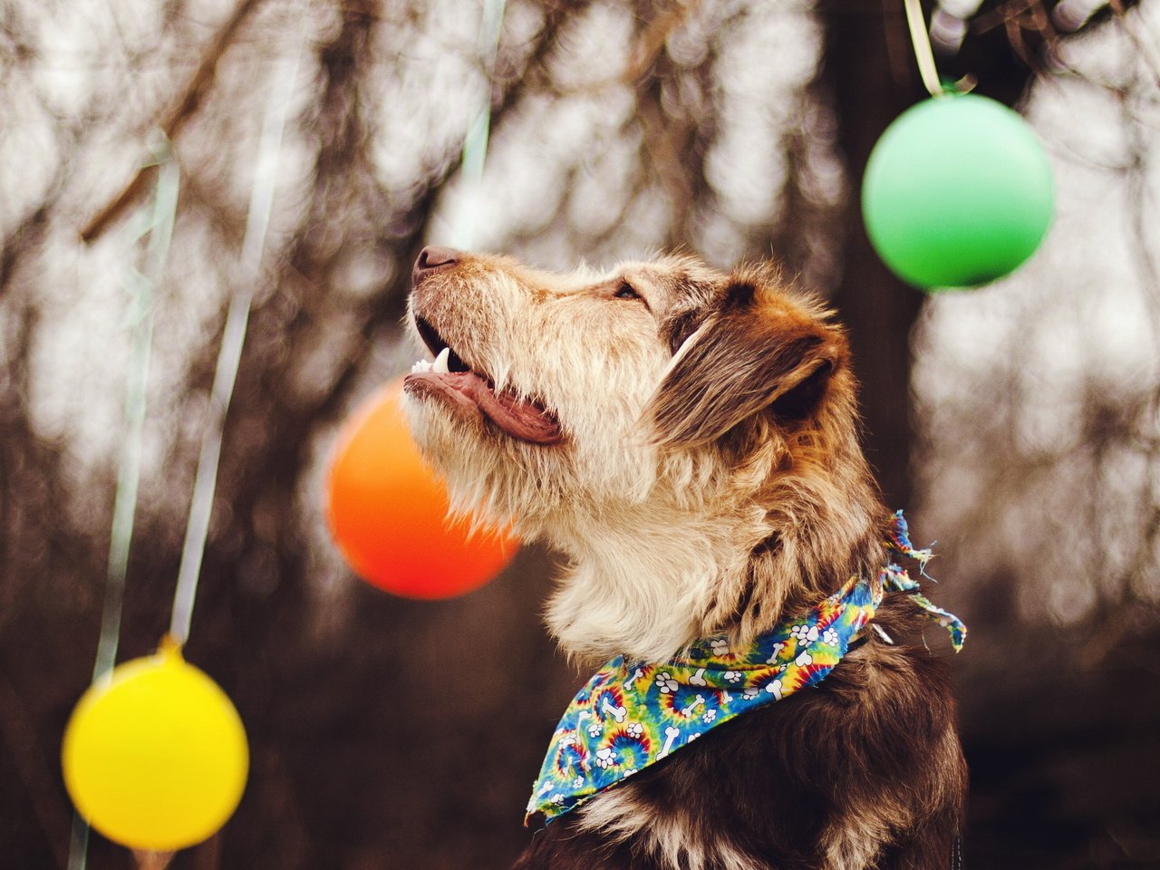 Обои шары, фон, собака, шарики, профиль, друг, платок, balls, background, dog, profile, each, shawl разрешение 2560x1600 Загрузить