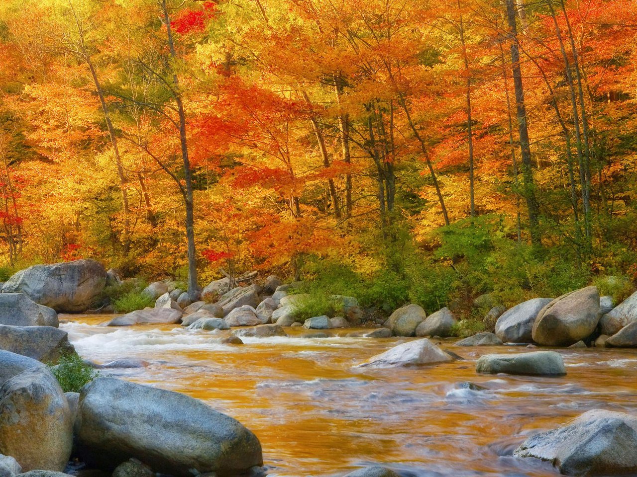 Обои деревья, река, камни, листья, осень, поток, trees, river, stones, leaves, autumn, stream разрешение 1920x1080 Загрузить