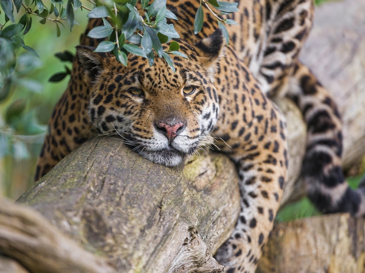 Обои природа, дерево, хищник, ягуар, отдых, nature, tree, predator, jaguar, stay разрешение 2560x1920 Загрузить