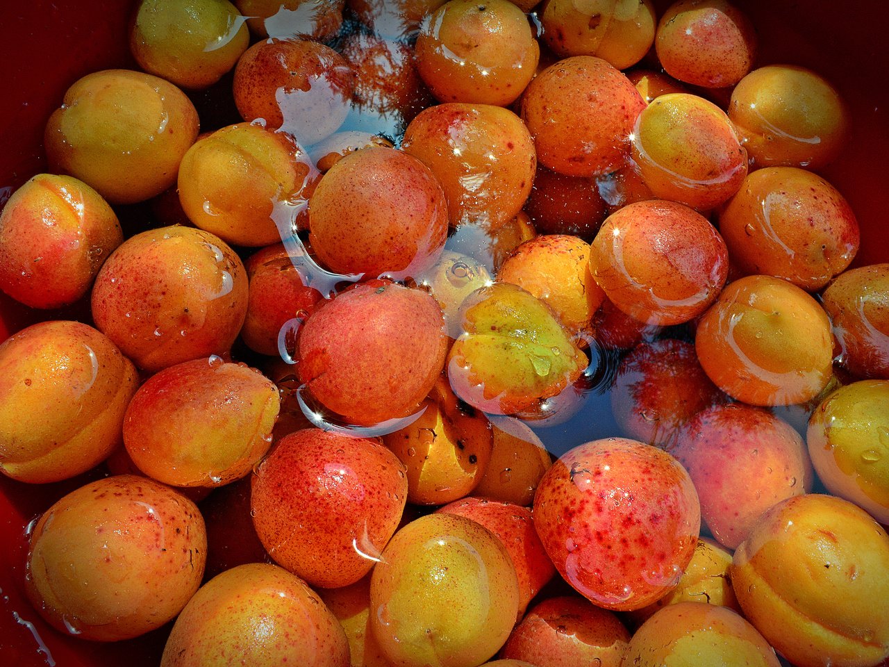 Обои вода, фрукты, урожай, абрикосы, water, fruit, harvest, apricots разрешение 2880x1975 Загрузить