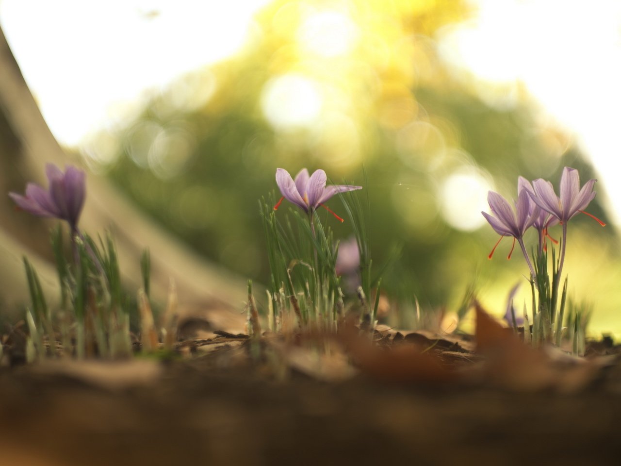 Обои цветы, природа, весна, flowers, nature, spring разрешение 2560x1600 Загрузить