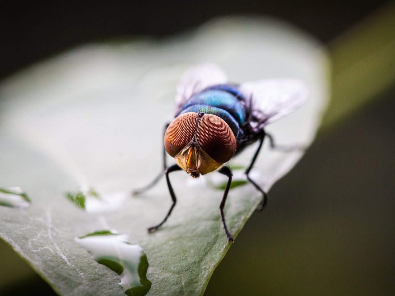 Обои капли, лист, насекомые, муха, drops, sheet, insects, fly разрешение 2048x1365 Загрузить