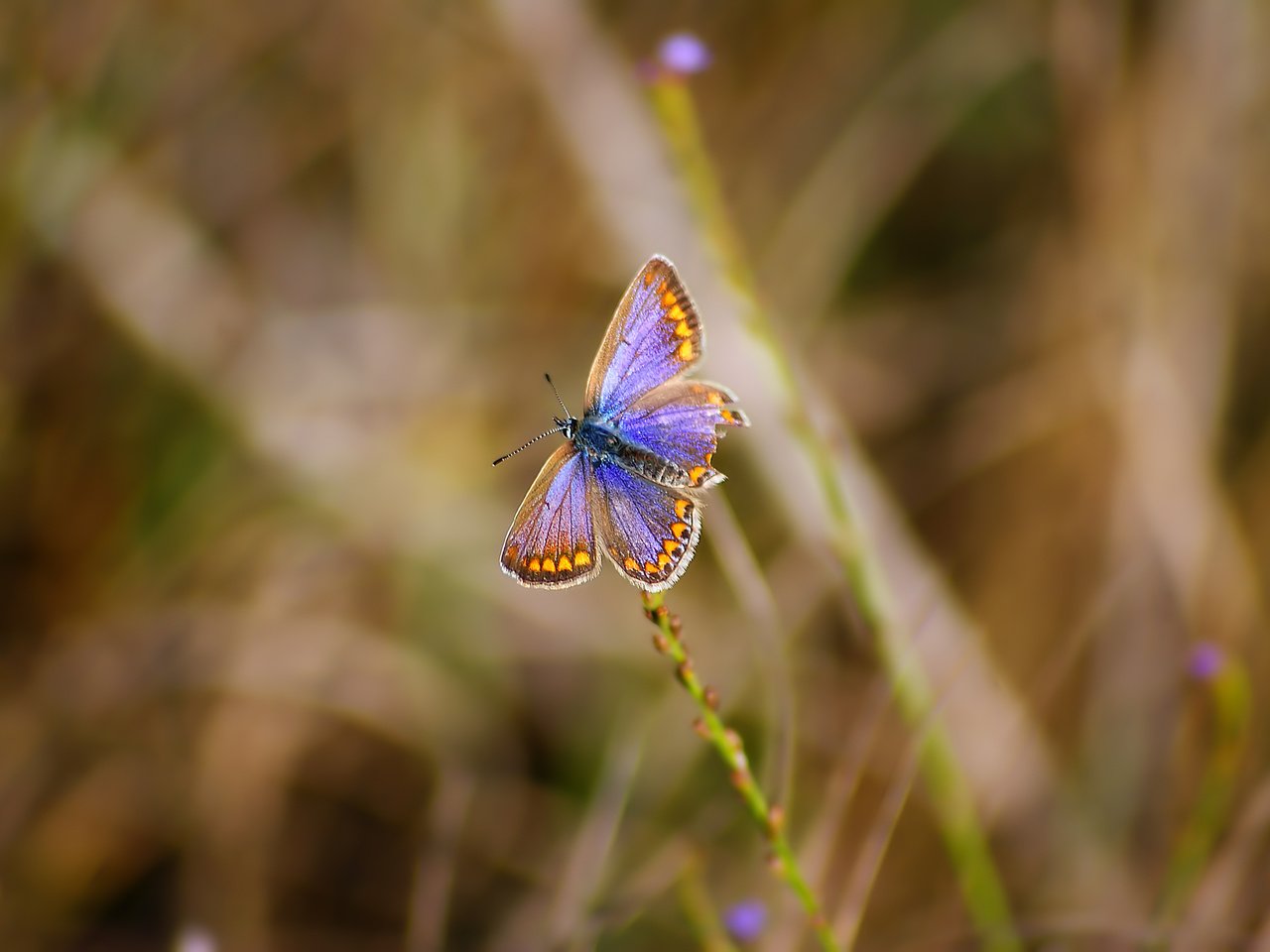 Обои трава, природа, бабочка, насекомые, grass, nature, butterfly, insects разрешение 3872x2592 Загрузить