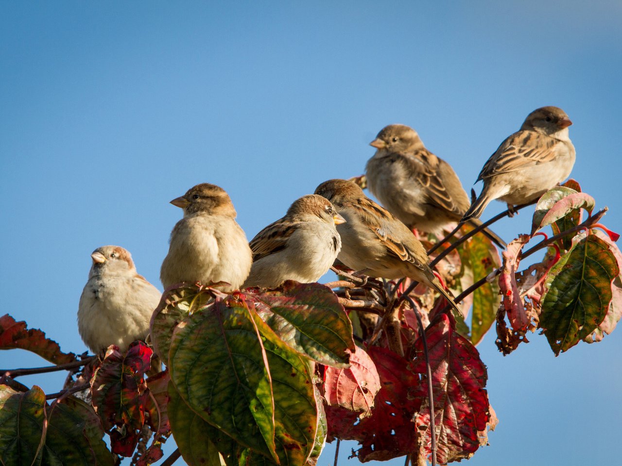 Обои небо, ветка, листья, осень, птицы, воробьи, the sky, branch, leaves, autumn, birds, sparrows разрешение 2048x1365 Загрузить