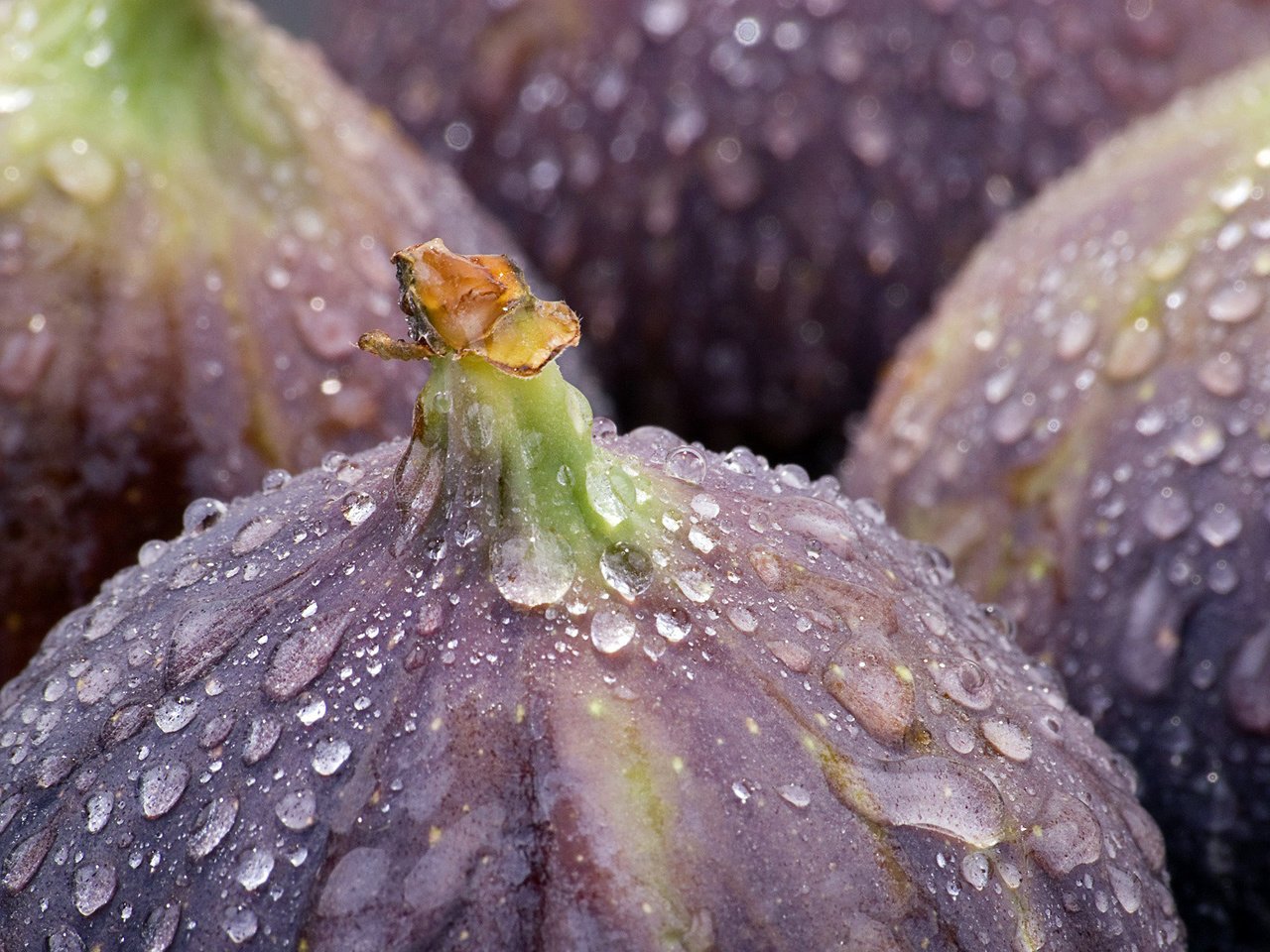 Обои вода, роса, капли, фрукты, сладкий, инжир, water, rosa, drops, fruit, sweet, figs разрешение 1920x1200 Загрузить