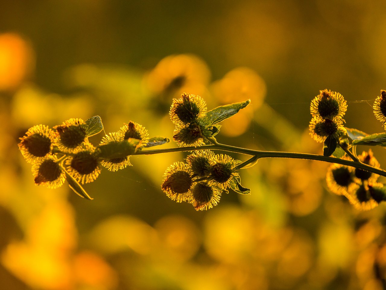 Обои макро, цветок, растение, macro, flower, plant разрешение 2048x1365 Загрузить