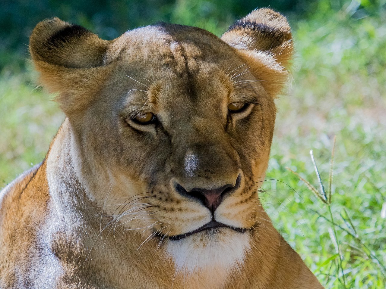 Обои морда, взгляд, львица, face, look, lioness разрешение 2000x1333 Загрузить